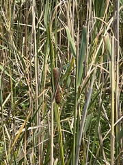 Typha angustifolia