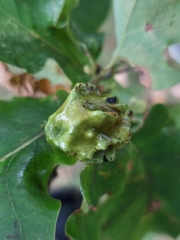 Andricus quercuscalicis