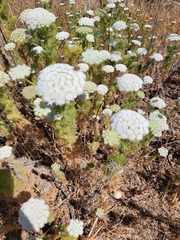 Visnaga daucoides