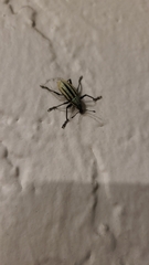 Diaprepes abbreviatus