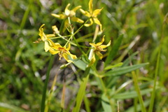 Lysimachia terrestris
