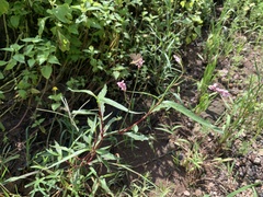 Persicaria hydropiperoides