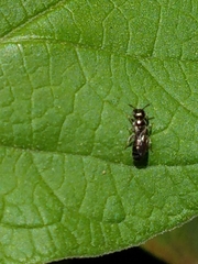 Ceratina