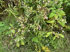 Apocynum androsaemifolium