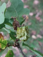 Andricus quercuscalicis
