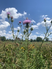 Cirsium discolor