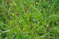 Veronica scutellata
