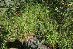 Lysimachia terrestris