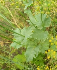 Papaver somniferum