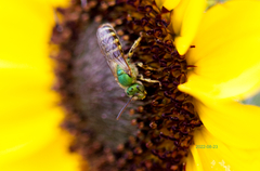 Agapostemon virescens
