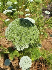 Visnaga daucoides