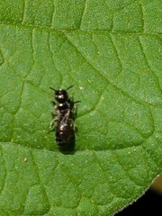 Ceratina