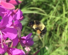 Bombus vagans bolsteri