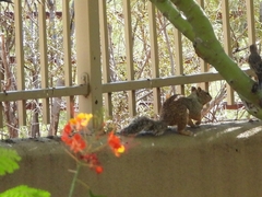 Otospermophilus variegatus