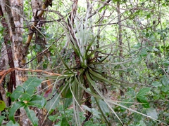 Tillandsia exserta