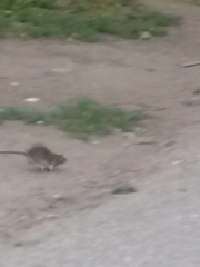 Rattus norvegicus