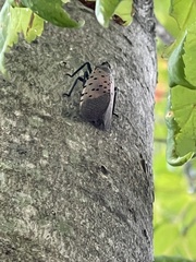 Lycorma delicatula