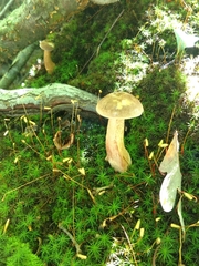 Tylopilus violatinctus