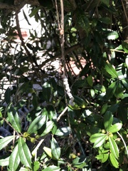 Mecynogea lemniscata