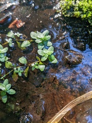 Callitriche