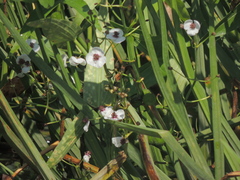 Sagittaria sagittifolia