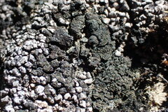 Lichinaceae