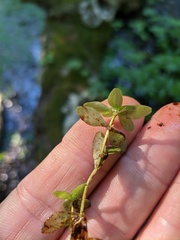 Callitriche