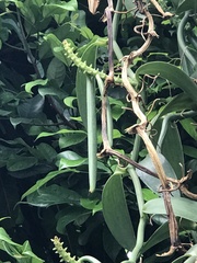 Vanilla planifolia