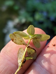 Callitriche