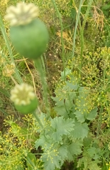 Papaver somniferum