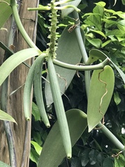 Vanilla planifolia