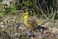 Emberiza citrinella