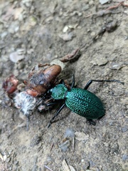 Carabus scabrosus tauricus