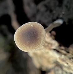 Simocybe