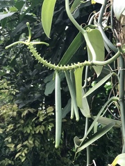 Vanilla planifolia