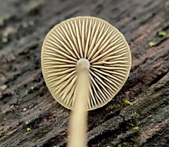 Simocybe