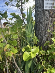 Smilax rotundifolia