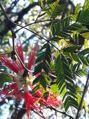 Calliandra tweediei