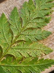 Puccinia chaerophylli