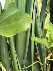 Smilax rotundifolia