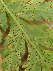 Puccinia chaerophylli