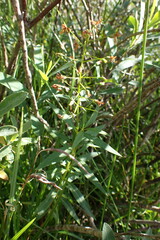 Lysimachia terrestris