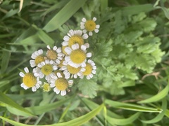 Tanacetum