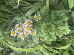 Tanacetum