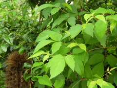 Parthenocissus quinquefolia