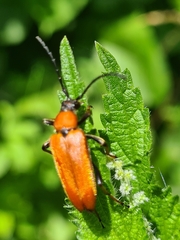 Stictoleptura rubra