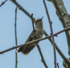 Archilochus colubris