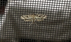 Parapoynx obscuralis