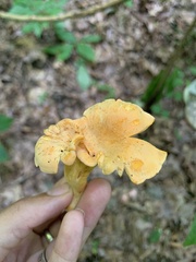 Cantharellus lateritius