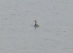 Podiceps cristatus